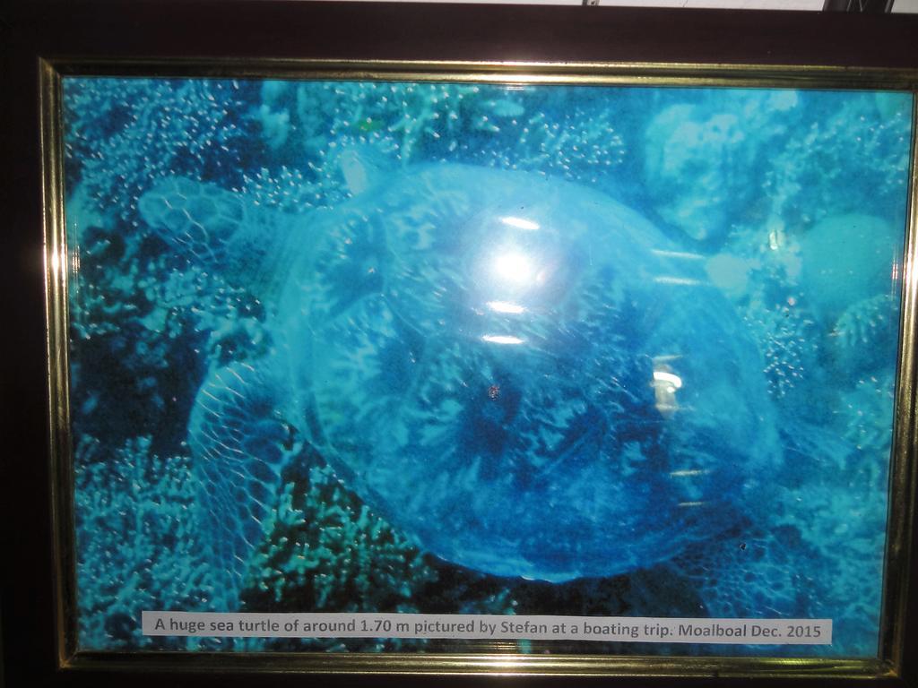 Hotel Sea Turtle House Moalboal Exterior foto